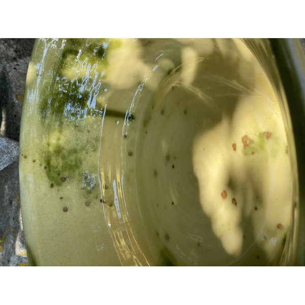 Large Tian - Cream-Green 